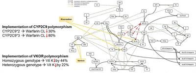 Quantitative Systems Pharmacology Model-Based Predictions of Clinical Endpoints to Optimize Warfarin and Rivaroxaban Anti-Thrombosis Therapy